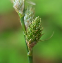 Carex balfourii