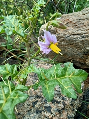 Solanum virginianum