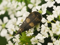 Variimorda villosa