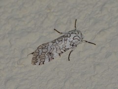 Hypercompe oslari