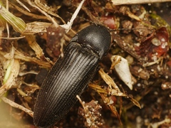 Melanotus punctolineatus