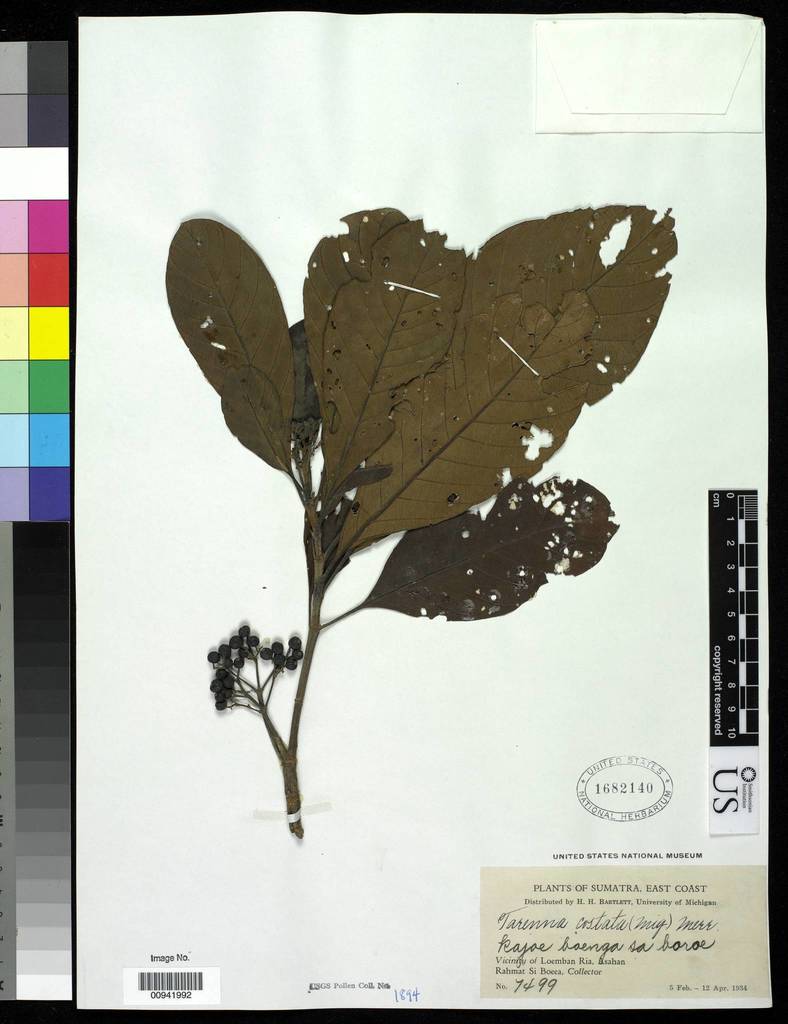 Tarenna costata (Tarenna costata)