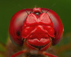 Crocothemis erythraea