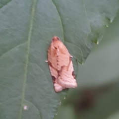 Paramesia gnomana