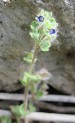 Veronica triloba