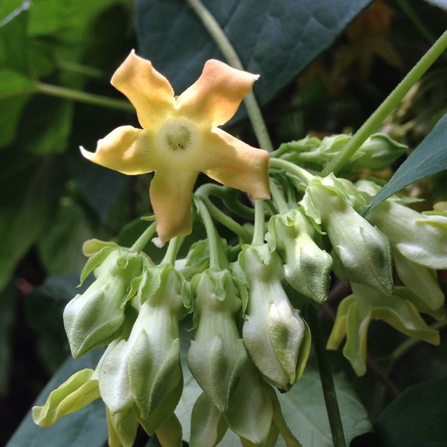 Telosma
