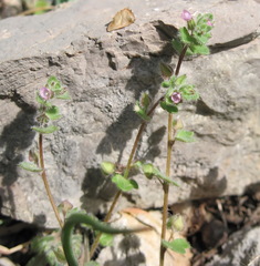 Veronica triloba
