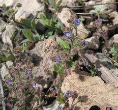 Veronica triloba