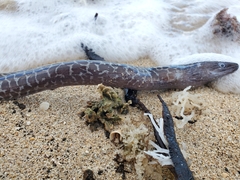 Gymnothorax undulatus