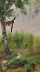 Ephemera vulgata
