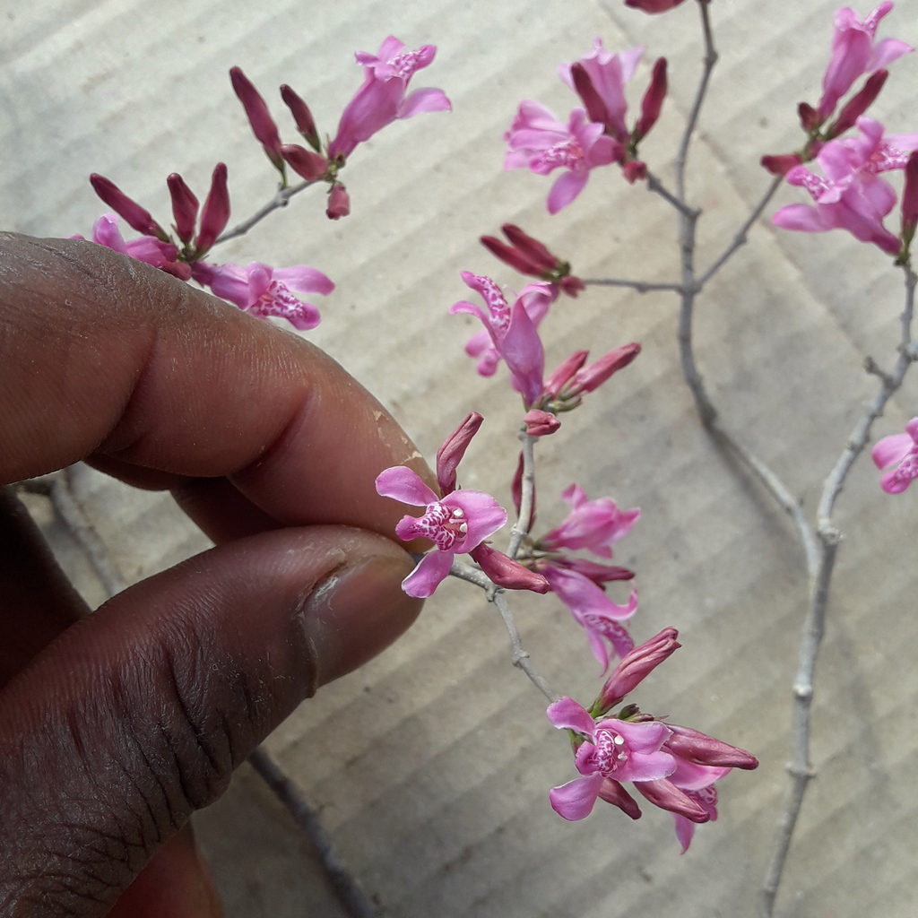 Ritonia