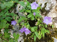 Campanula carpatica