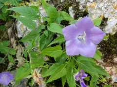 Campanula carpatica