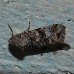 Heliothis punctifera
