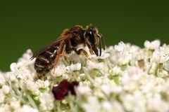 Andrena chrysosceles