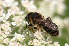 Andrena chrysosceles