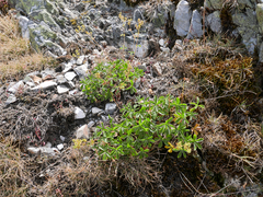 Alchemilla saxatilis