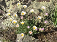 Erigeron compositus