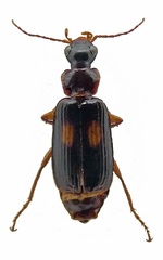 Dromius fenestratus