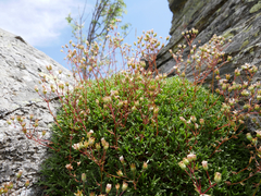 Saxifraga pentadactylis willkommiana