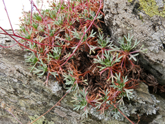 Saxifraga pentadactylis willkommiana