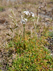 Silene ciliata
