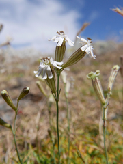 Silene ciliata
