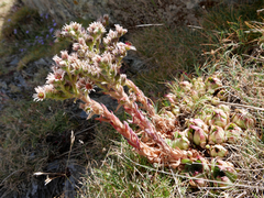 Sempervivum vicentei