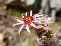Sempervivum vicentei