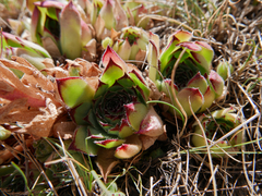 Sempervivum vicentei