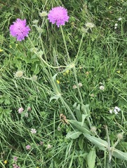 Knautia longifolia