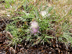 Jurinea humilis