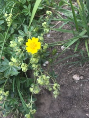 Potentilla crantzii