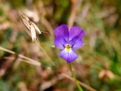 Viola montcaunica
