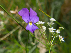 Viola montcaunica
