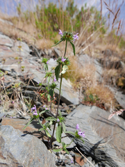 Galeopsis ladanum carpetana