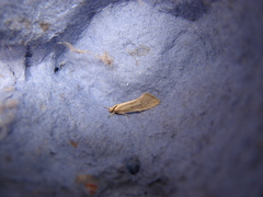 Tingena chloradelpha