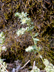 Paronychia polygonifolia
