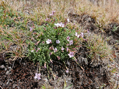 Dianthus pungens brachyanthus
