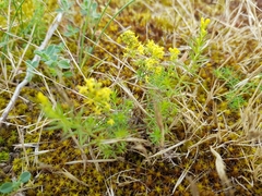 Galium arenarium