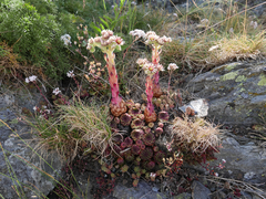 Sempervivum vicentei