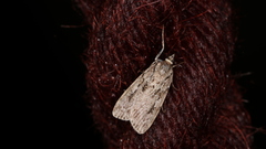Eudonia lacustrata