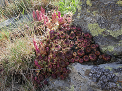 Sempervivum vicentei