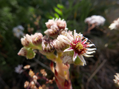 Sempervivum vicentei