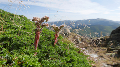 Sempervivum vicentei