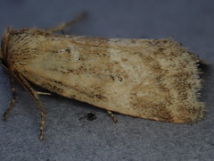Photedes minima