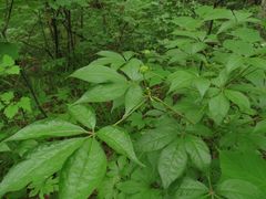 Eleutherococcus senticosus