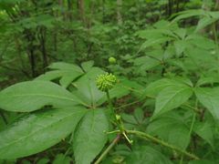 Eleutherococcus senticosus