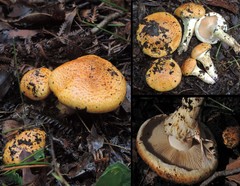 Cortinarius austrosaginus