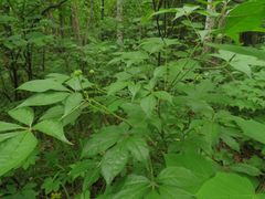 Eleutherococcus senticosus